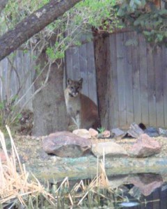 Mountain Lions in Our Neighborhoods