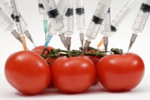 EatLocalGuide.com | The Great GMO Debate