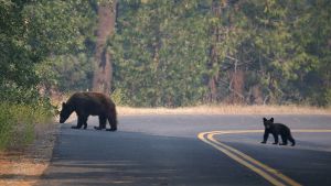 SFGate | Sierra’s bears wide-awake during warm winter